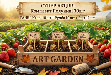 Набір саджанців полуниці 30 шт &mdash; Клері + Румба + Азія  460 фото