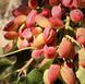 1867 фото 1