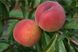Персик Флемінг Ф'юрі 1391 фото 1