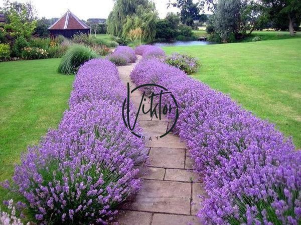 Лаванда Хідкот (Hidcote) 1523 фото