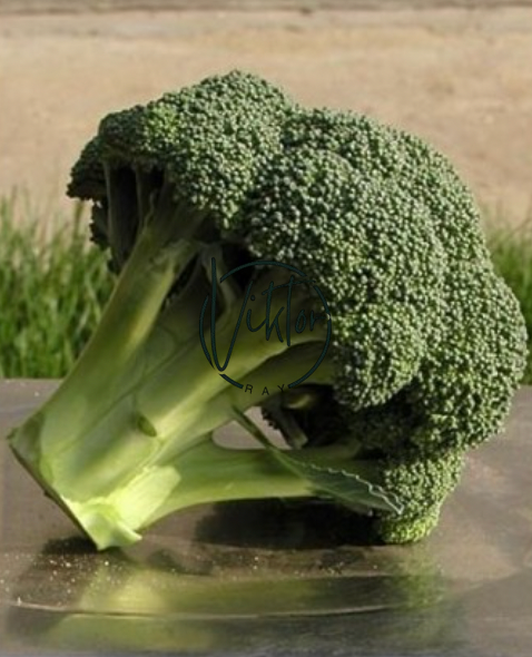 Капуста броколі "KS 355 F1" (Kitano Seeds) 25 нас. 14 фото