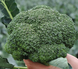 Капуста броколі "KS 355 F1" (Kitano Seeds) 25 нас. 14 фото 1