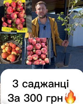 Комплект 🍎 ТОП-3 сорти яблуні для екологічно чистого вирощування! 1986 фото