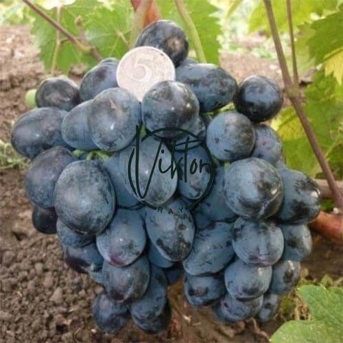 Ранній сорт Руслан 419 фото