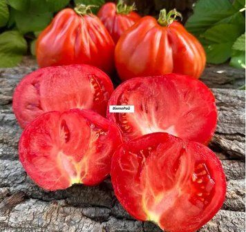 Рассада Томат Пузата Дом 1шт 1957 фото